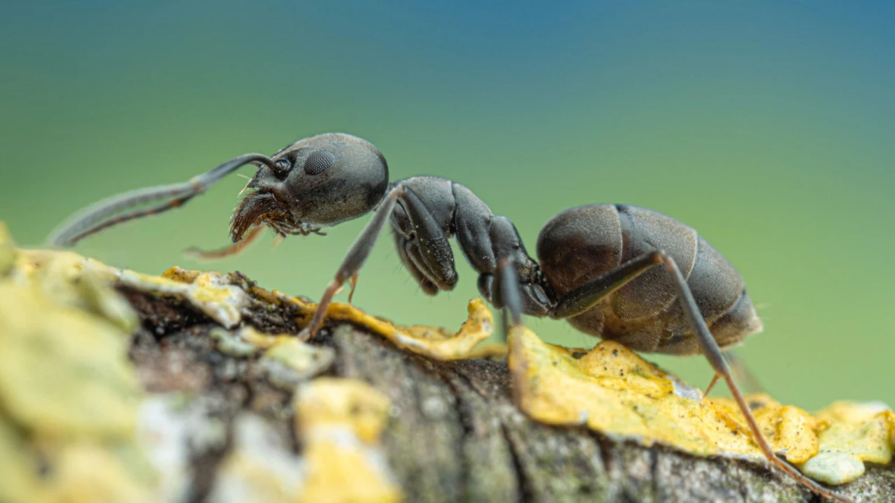 Invazija crnih mrava: kako ih se riješiti u vrtu i oko kuće?