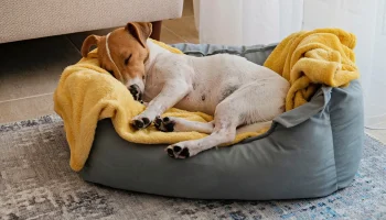 Puneți o sticlă înghețată pe patul câinelui: de ce este recomandat