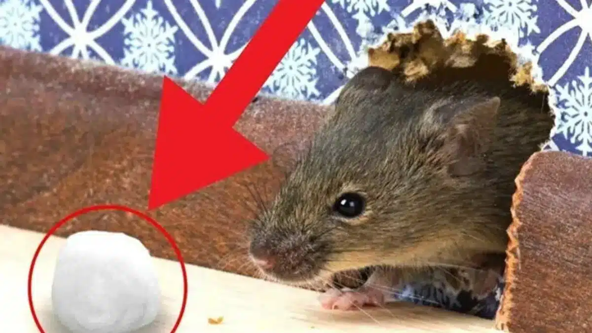 Jedan miris će ih natjerati da pobjegnu: kako se jednostavno riješiti miševa u kući