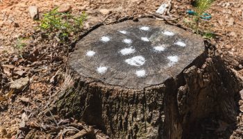 Zo pňa v záhrade nezostala ani stopa. Overená metóda pre záhradníkov.