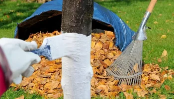 Opakované bielenie ovocných stromov v zime. Pridajte to k vápnu – ochrana bude lepšia.