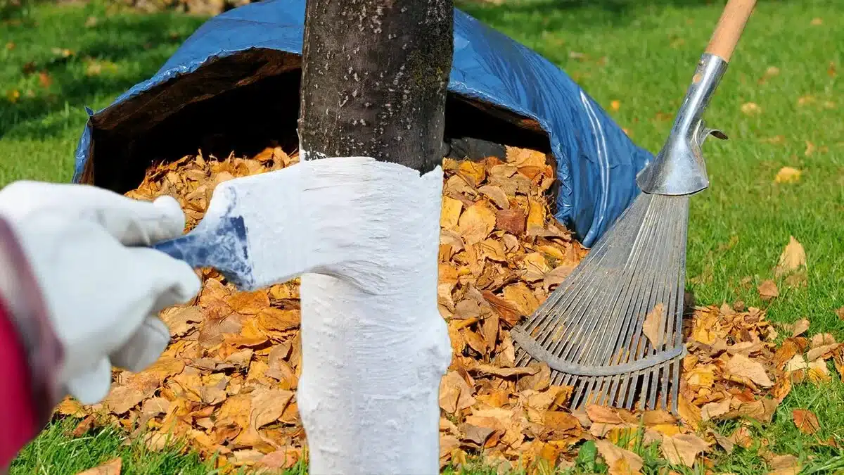 Opakované bielenie ovocných stromov v zime. Pridajte to k vápnu – ochrana bude lepšia.