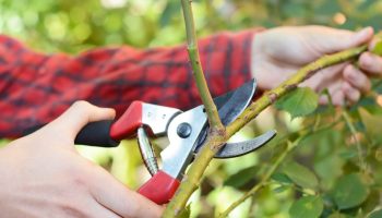 Strihanie ruží: strihajte ich kratšie! Radikálna rada pre bohaté kvitnutie.