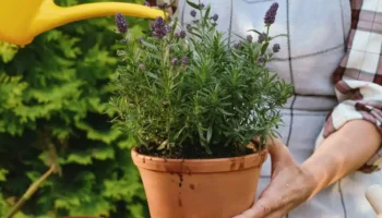 Feng šuej: Ktoré miesta v dome sú považované za posvätné pre umiestnenie kvetináča s levanduľou?