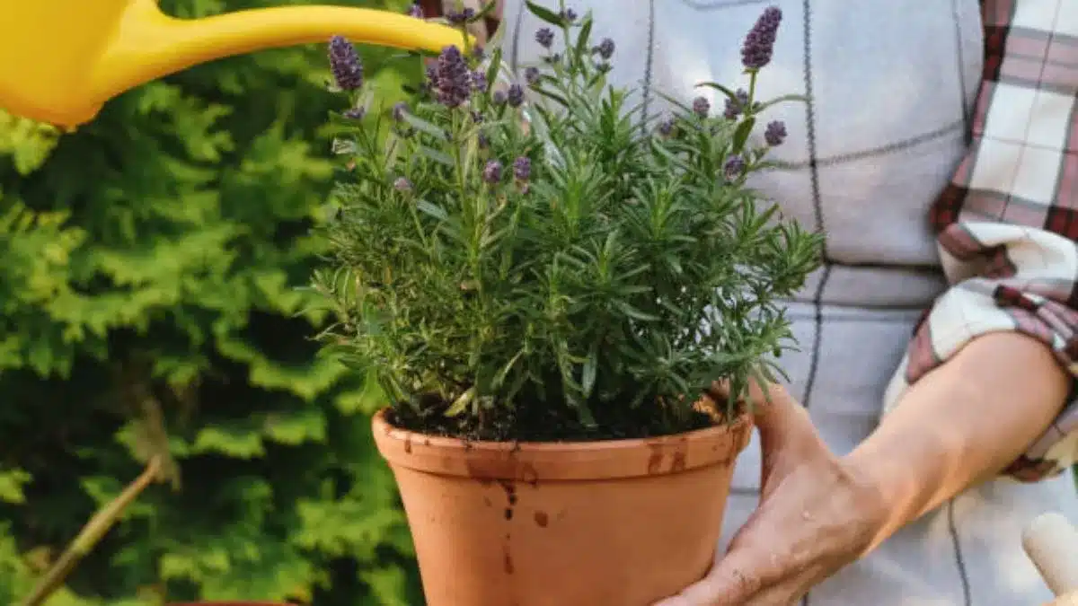 Feng šuej: Ktoré miesta v dome sú považované za posvätné pre umiestnenie kvetináča s levanduľou?