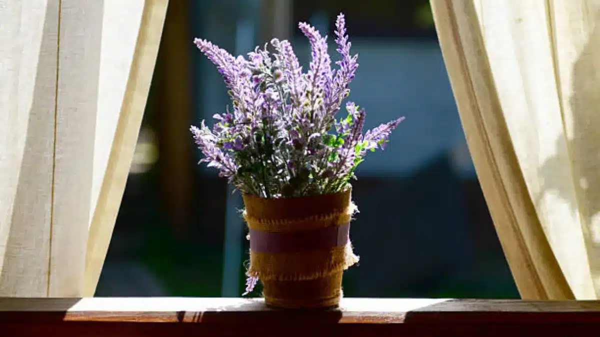 Feng Shui: Koja se mjesta u kući smatraju svetima za postavljanje posude s lavandom?