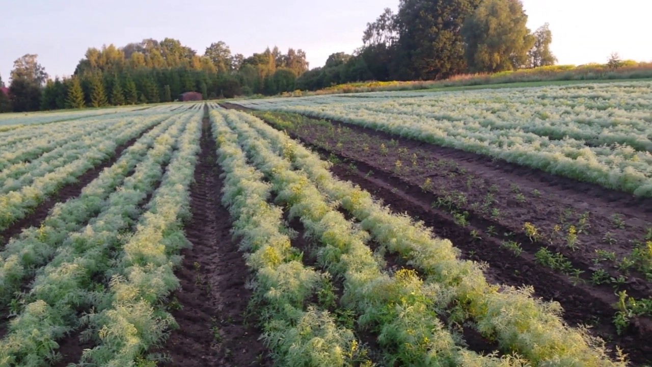 Što posijati nakon kopra: malo poznati trik za aromatičan vrt