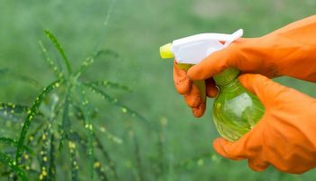 Kasvien ruiskuttaminen etikalla: mihin sitä tarvitaan ja miksi sitä suositellaan.