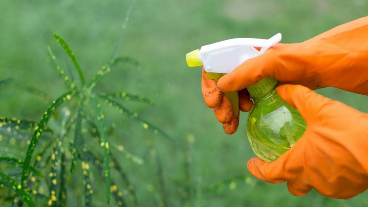 Kasvien ruiskuttaminen etikalla: mihin sitä tarvitaan ja miksi sitä suositellaan.