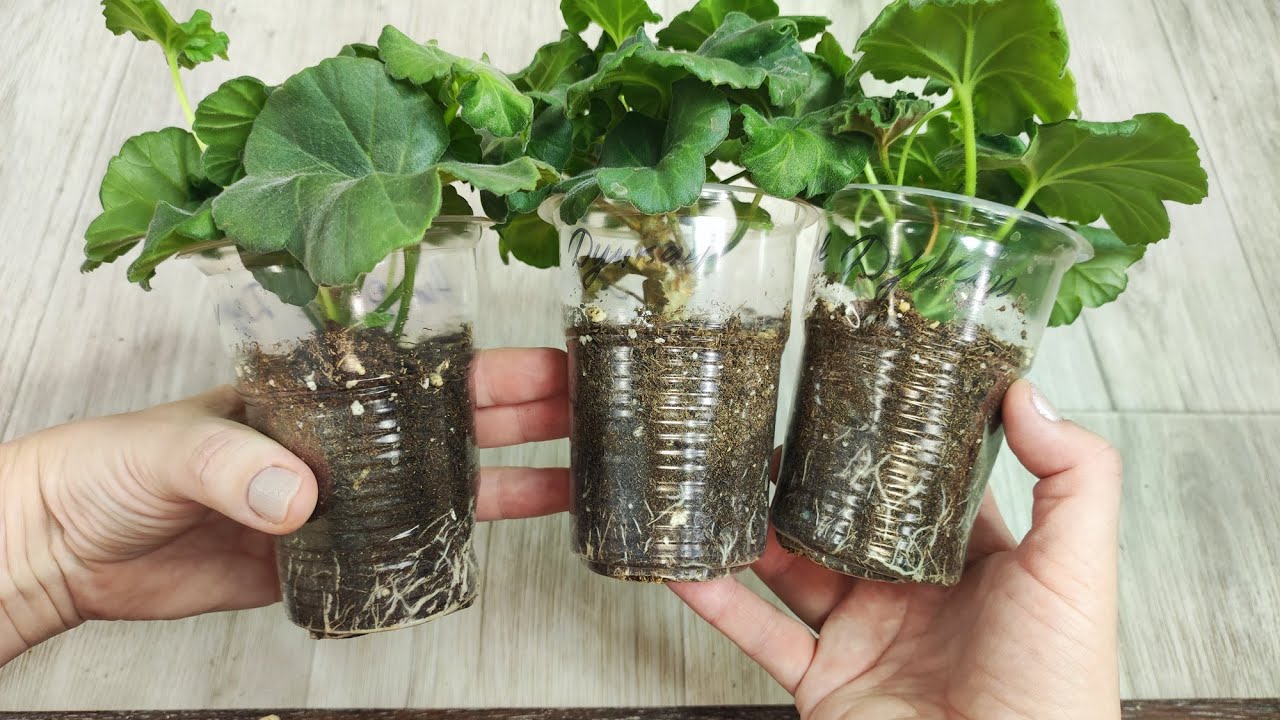 Kako ukorijeniti geranije zimi: jednostavna metoda za dobivanje bujne kolekcije