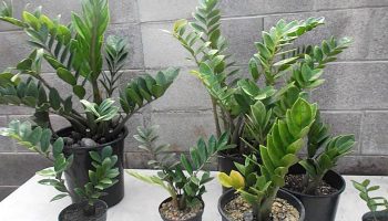 Ihanteellinen kasvi pieniin nurkkiin: se kasvaa pystysuoraan eikä vie paljon tilaa.