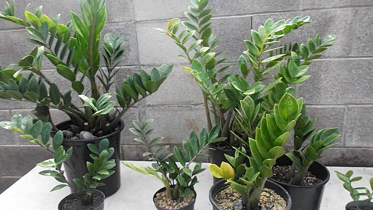 Ihanteellinen kasvi pieniin nurkkiin: se kasvaa pystysuoraan eikä vie paljon tilaa.