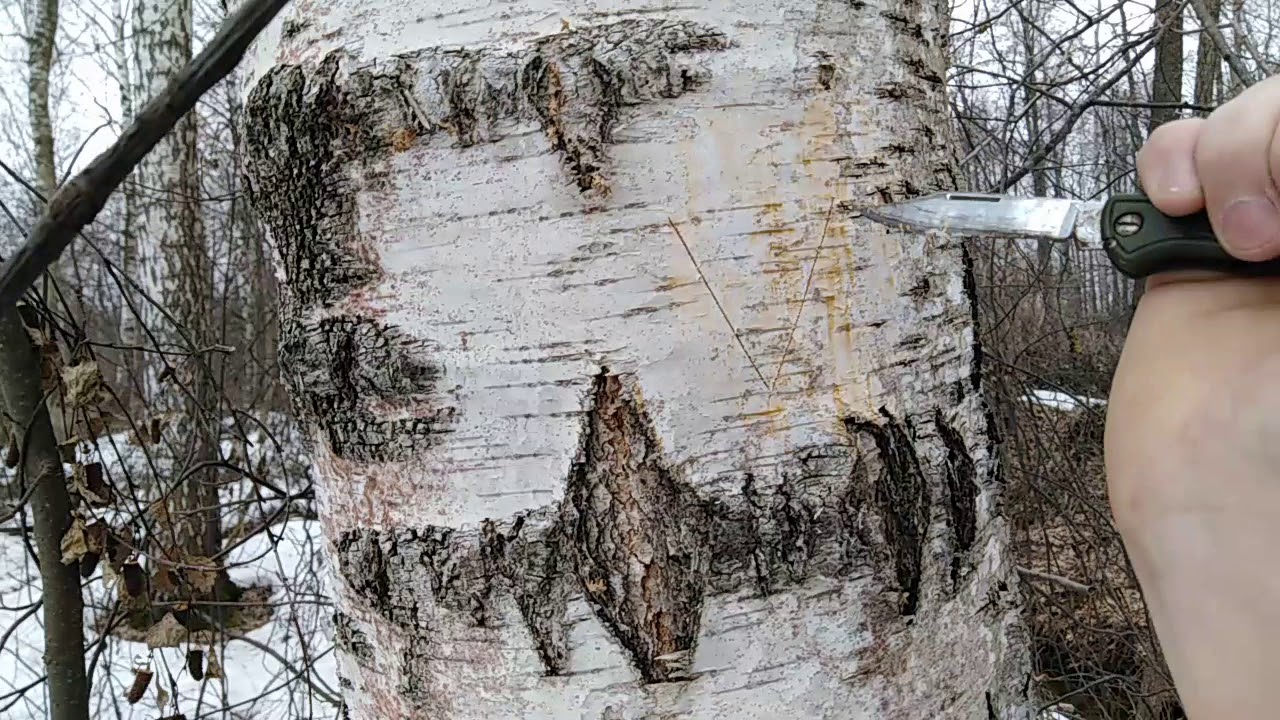 Kada treba orezati brezu kako bi se izbjeglo otjecanje i sok? Vrijeme i tehnika rezanja su odlučujući.