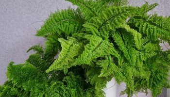 Nu-l aruncați, ci folosiți-l ca îngrășământ pentru ferigă. În două săptămâni vor apărea frunze noi.