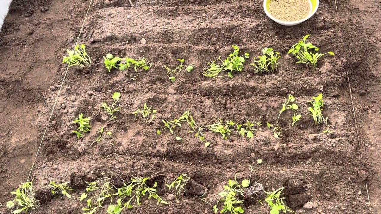 Što posijati nakon kopra: malo poznati trik za aromatičan vrt