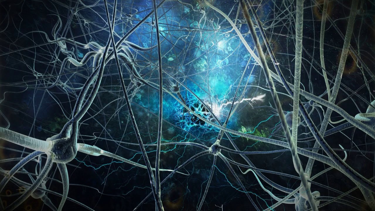 Gljive su nevjerojatna neuronska mreža Zemlje.