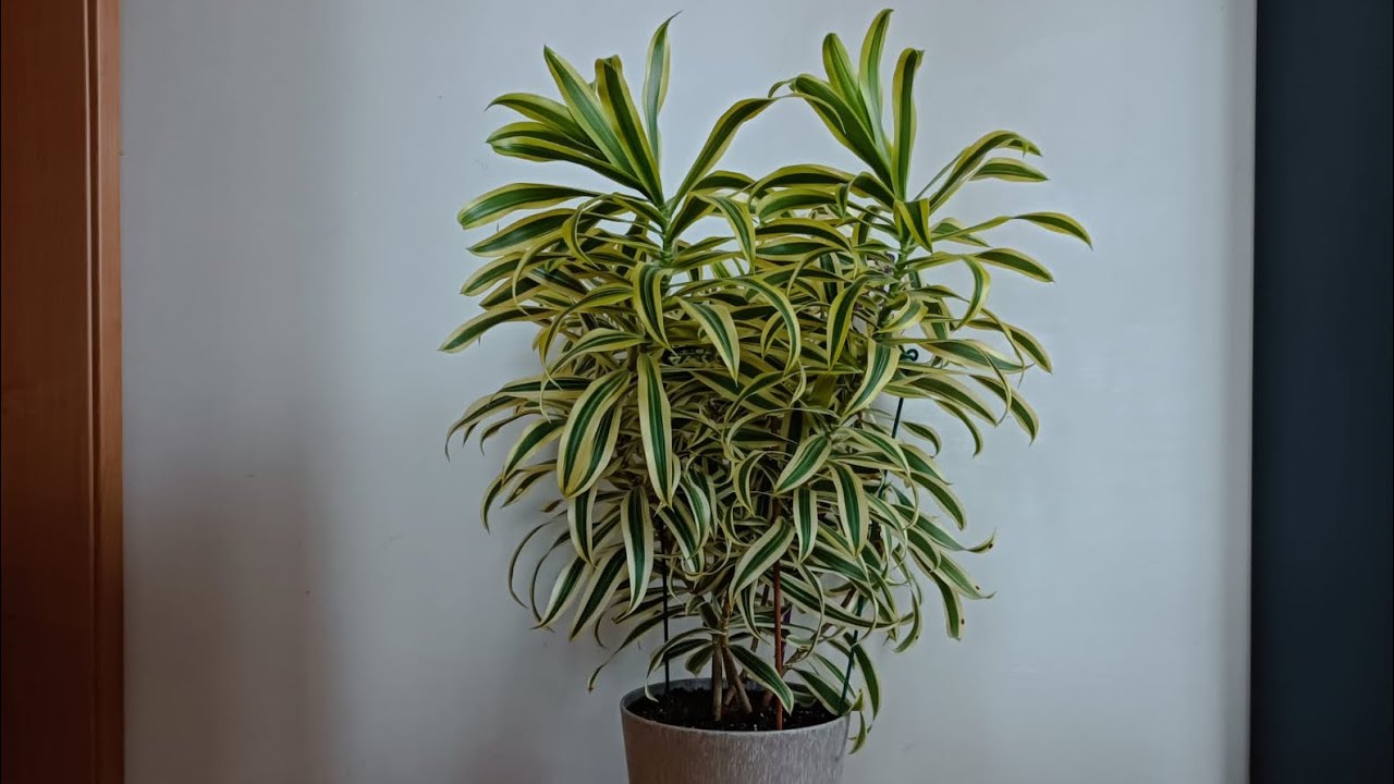 Idealna biljka za male kutove: raste okomito i ne zauzima puno prostora.