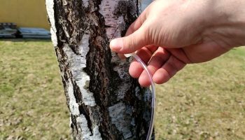 Când trebuie tăiată mesteacănul pentru a evita scurgerea și curgerea sevei? Momentul și tehnica tăierii sunt decisive.