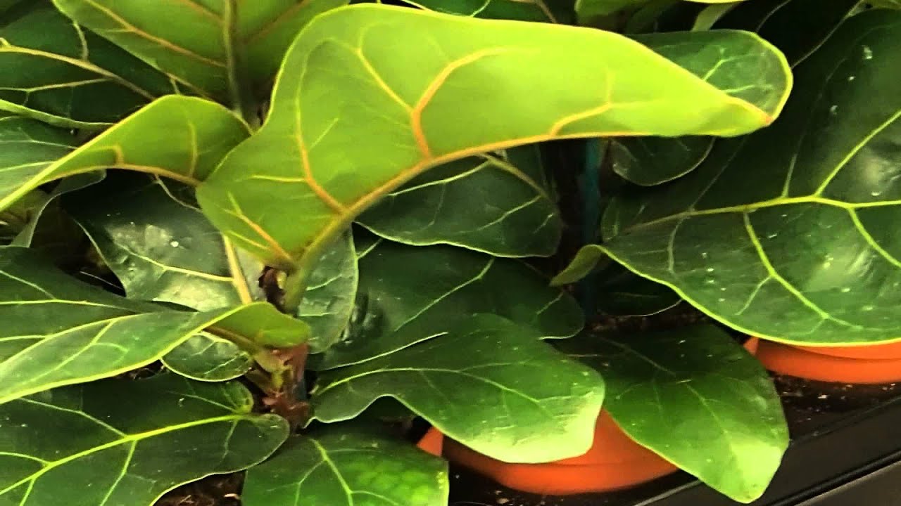 Idealna biljka za male kutove: raste okomito i ne zauzima puno prostora.