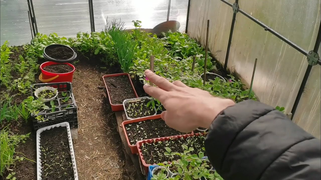 Što posijati i pokositi do sredine veljače? Kalendar važnijih radova u vrtu.