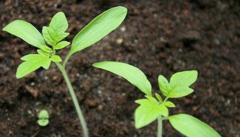 Semințele sunt plantate „în stil vechi” – și am accelerat germinarea tomatelor cu 4 zile: experimentul cu permanganat