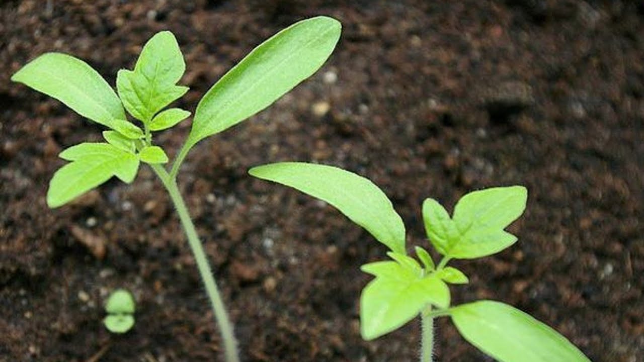 Semințele sunt plantate „în stil vechi” – și am accelerat germinarea tomatelor cu 4 zile: experimentul cu permanganat