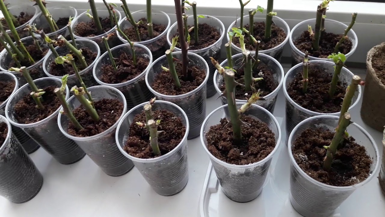 Natalia Saes, stručnjakinja za biljke: