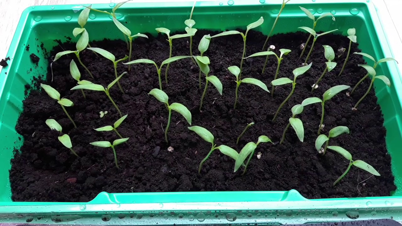 Što posijati i pokositi do sredine veljače? Kalendar važnijih radova u vrtu.