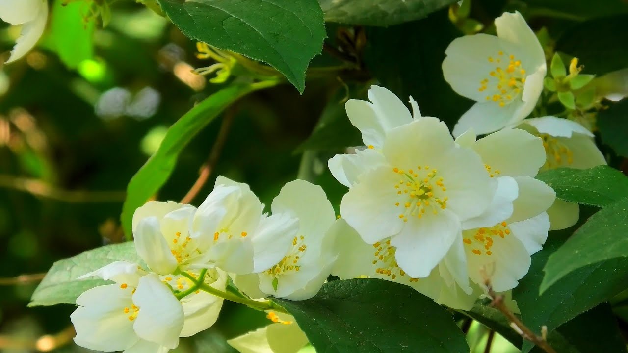Mirisni vrt: zašto je veljača idealno vrijeme za sadnju mirisnog bilja koje se brzo ukorijenjuje.