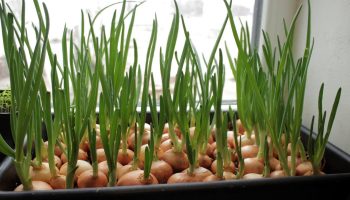 Ce să semeni și să tai până la jumătatea lunii februarie? Calendarul lucrărilor importante în grădină.