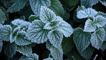 Kolme tuoksuvia kasveja, jotka kannattaa kylvää helmikuussa, jotta puutarha täyttyy miellyttävällä tuoksulla.