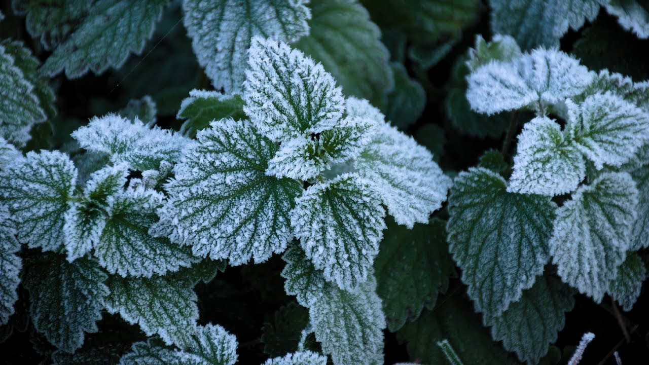 Kolme tuoksuvia kasveja, jotka kannattaa kylvää helmikuussa, jotta puutarha täyttyy miellyttävällä tuoksulla.