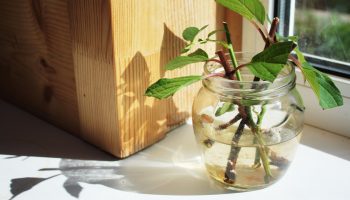 Natalia Saes, expert în plante: „Această metodă de plantare a rădăcinilor nu m-a dezamăgit niciodată”.