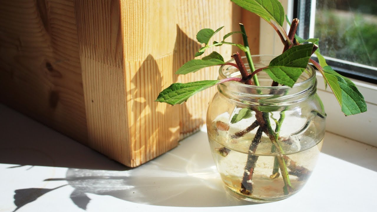 Natalia Saes, expert în plante: „Această metodă de plantare a rădăcinilor nu m-a dezamăgit niciodată”.