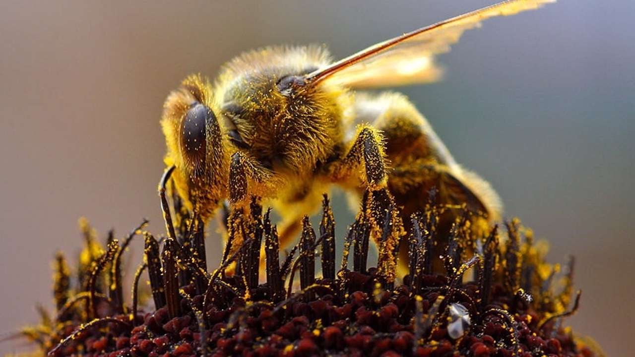 Povijesni trenutak: pčele, prvi kukci u povijesti koji su dobili zakonska prava zaštite.
