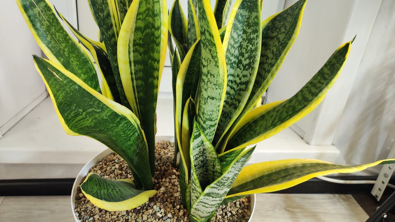 Sadnja dijela sansevieria u posude s drugim biljkama: zašto se preporučuje.