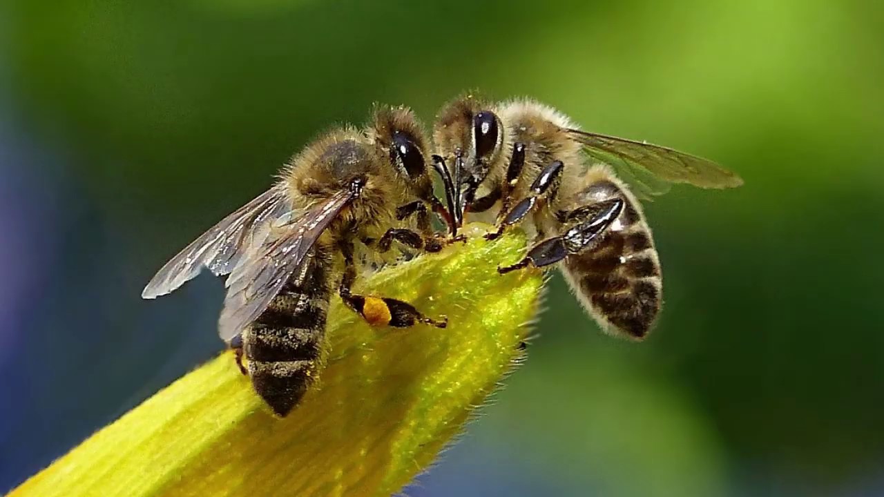 Povijesni trenutak: pčele, prvi kukci u povijesti koji su dobili zakonska prava zaštite.