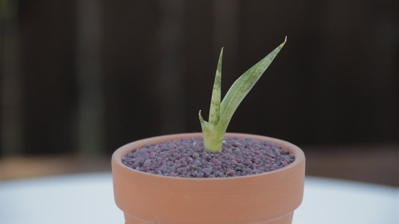 Sadnja dijela sansevieria u posude s drugim biljkama: zašto se preporučuje.