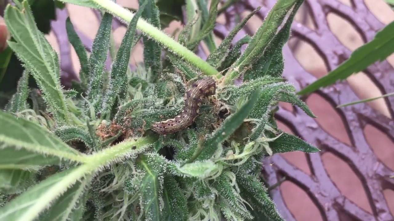 Bez repelenata i bez insekticida: kako se riješiti gusjenica moljca bugenvilije.