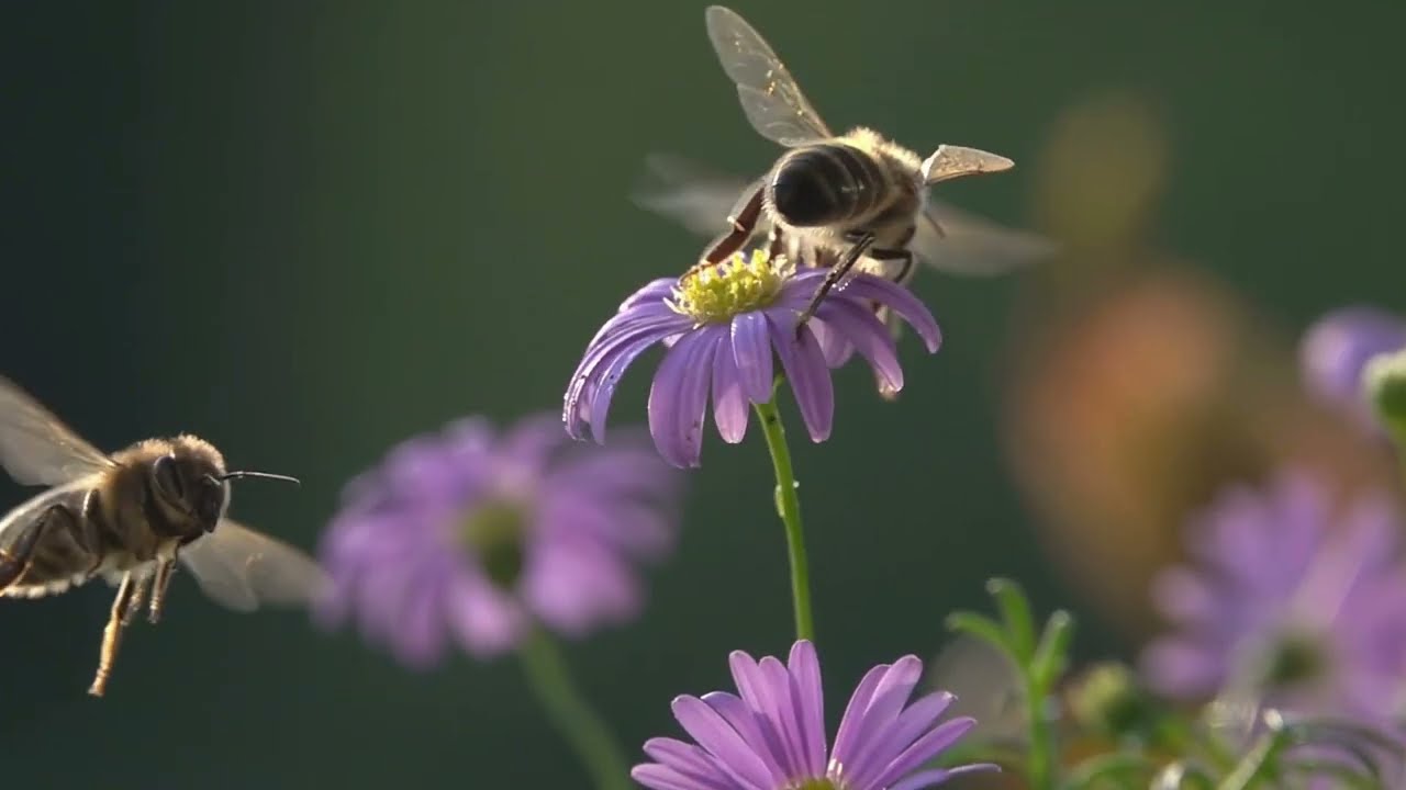 Povijesni trenutak: pčele, prvi kukci u povijesti koji su dobili zakonska prava zaštite.