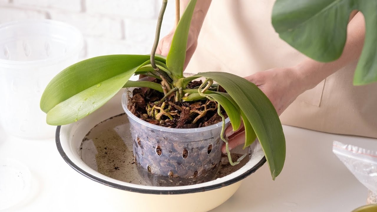 Tri uobičajene pogreške koje radimo prilikom zalijevanja biljaka zimi i kako ih izbjeći.