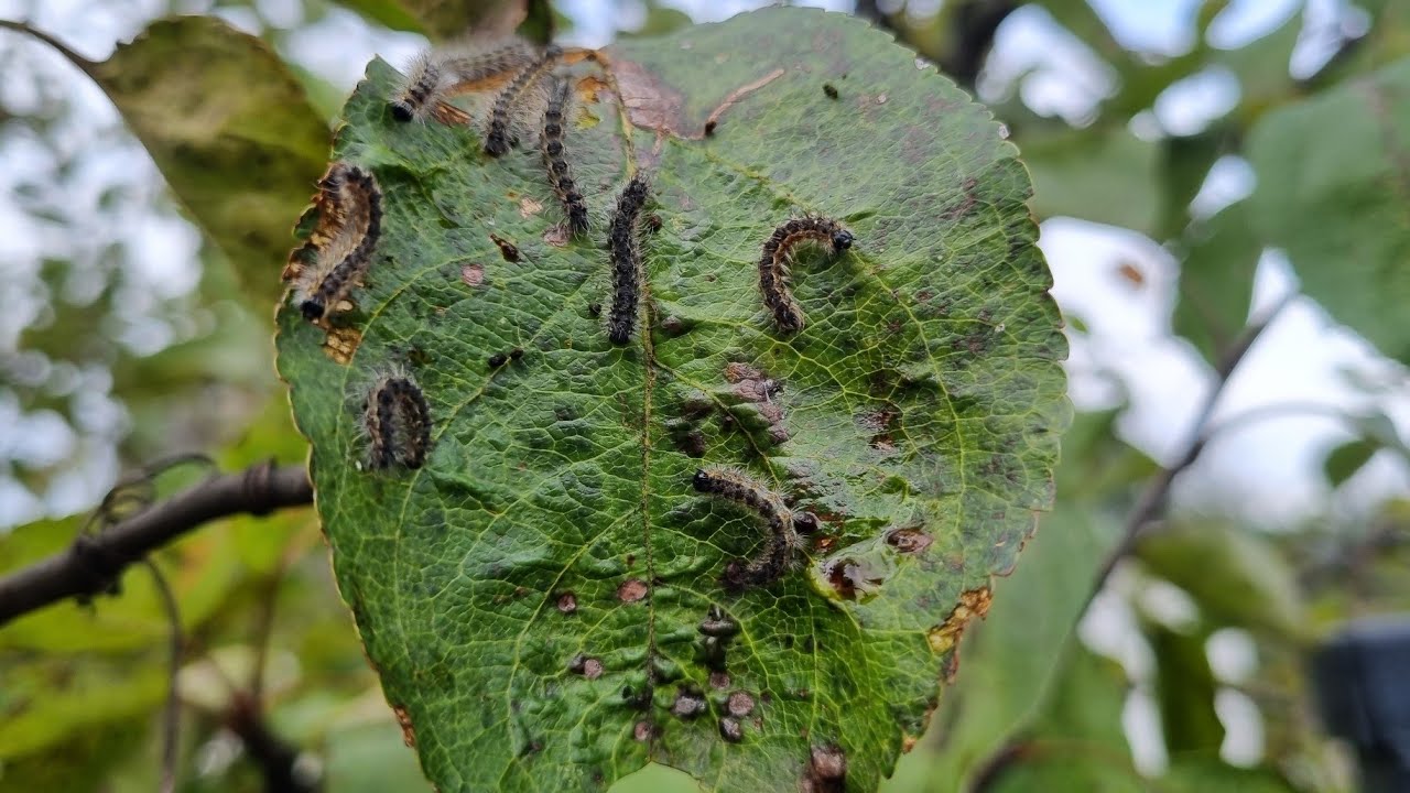 Bez repelenata i bez insekticida: kako se riješiti gusjenica moljca bugenvilije.