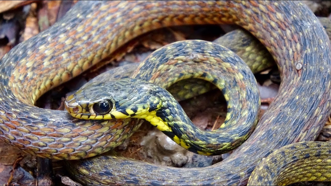 Evo kako priroda prkosi granicama gladi: biološka tajna preživljavanja zmija bez hrane.
