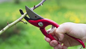 Cum să tăiați corect plantele fără teamă: tăierea care întinerește plantele din grădina dvs.