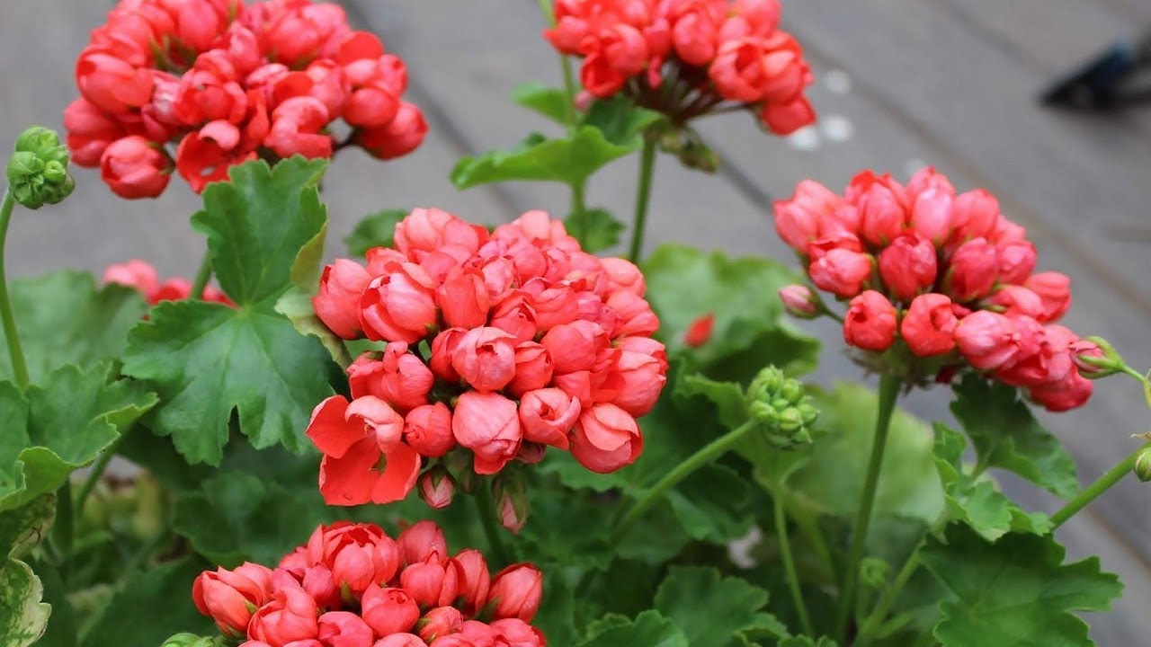 Pelargonije će proizvesti dvostruko više cvjetova: jednostavna metoda zimskog ukorjenjivanja bez napora