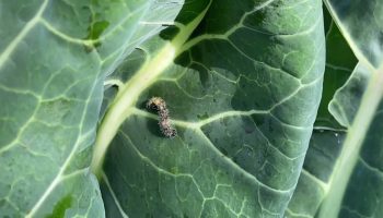 Fără repelenți și fără insecticide: cum să scapi de omizile moliei bougainvillea.