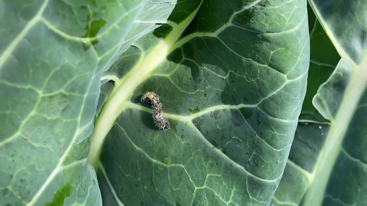 Fără repelenți și fără insecticide: cum să scapi de omizile moliei bougainvillea.