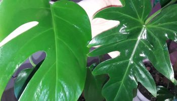 Cum să păstrați frunzele plantelor strălucitoare pe durata iernii americane