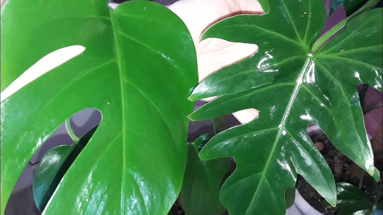 Cum să păstrați frunzele plantelor strălucitoare pe durata iernii americane