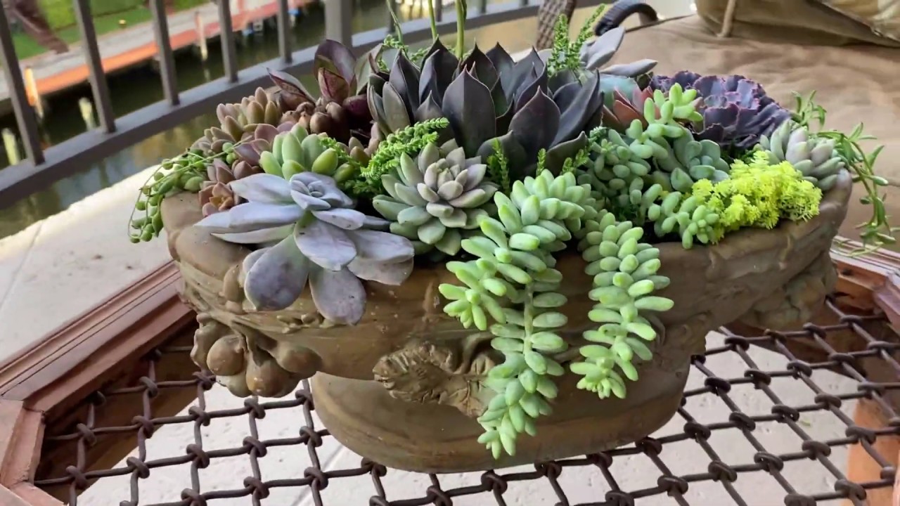 Korištenje aluminijske folije u posudama za sukulente: čemu služi i kako je koristiti.